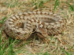 Attēlu rezultāti vaicājumam “Coronella austriaca adult”