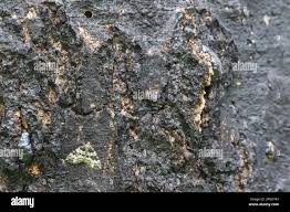 Attēlu rezultāti vaicājumam “Electrophaes corylata”