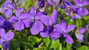 Attēlu rezultāti vaicājumam “Viola hirta”