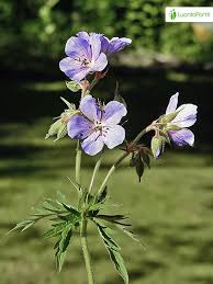 Attēlu rezultāti vaicājumam “Geranium pratense leaf”