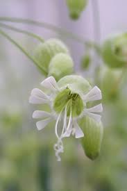 Attēlu rezultāti vaicājumam “Silene vulgaris”