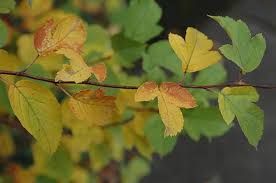 Attēlu rezultāti vaicājumam “Malus purpurea leaf”