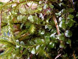 Attēlu rezultāti vaicājumam “Plagiomnium ellipticum”