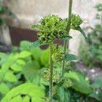 Attēlu rezultāti vaicājumam “Campanula cervicaria bud”