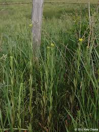 Attēlu rezultāti vaicājumam “Erysimum cheiranthoides fruit”