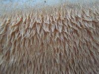 Attēlu rezultāti vaicājumam “Dentipellis fragilis”