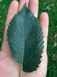 Attēlu rezultāti vaicājumam “Ulmus laevis leaf”
