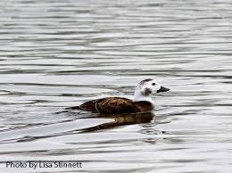 Attēlu rezultāti vaicājumam “Clangula hyemalis male”