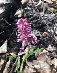 Attēlu rezultāti vaicājumam “Lathraea squamaria bud”