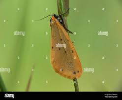 Attēlu rezultāti vaicājumam “Setina irrorella”