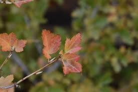 Attēlu rezultāti vaicājumam “Ribes alpinum leaf”