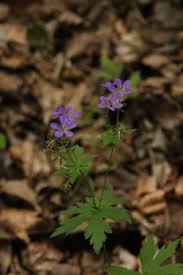 Attēlu rezultāti vaicājumam “Geranium sylvaticum bud”