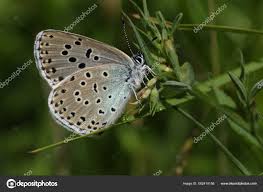 Attēlu rezultāti vaicājumam “Phengaris arion”