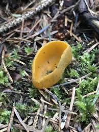 Attēlu rezultāti vaicājumam “Caloscypha fulgens”