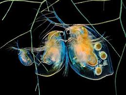 Attēlu rezultāti vaicājumam “Heterotrichia pomiformis (syn. Arcyria pomiformis) macro”