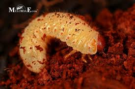 Attēlu rezultāti vaicājumam “Gnorimus variabilis”