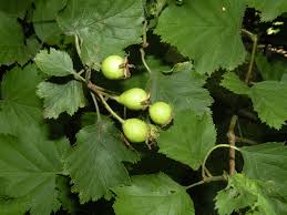 Attēlu rezultāti vaicājumam “Crataegus submollis”