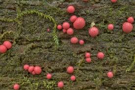 Attēlu rezultāti vaicājumam “Lycogala sp.”