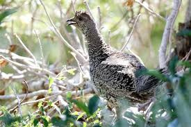 Attēlu rezultāti vaicājumam “Adoxus obscurus”