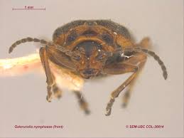 Attēlu rezultāti vaicājumam “Galerucella nymphaeae”