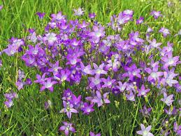 Attēlu rezultāti vaicājumam “Campanula patula flower”