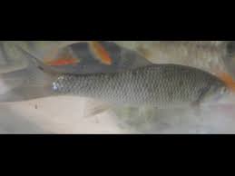 Image result for Squalius cephalus cavedanus