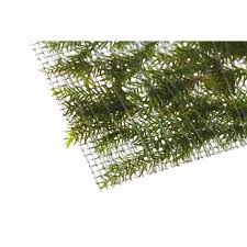 Attēlu rezultāti vaicājumam “Fissidens arnoldii”