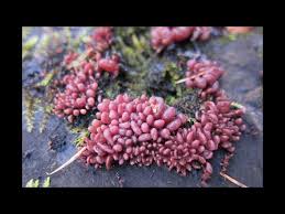 Attēlu rezultāti vaicājumam “Ascocoryne sarcoides”