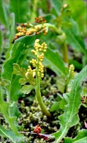 Attēlu rezultāti vaicājumam “Botrychium matricariifolium”