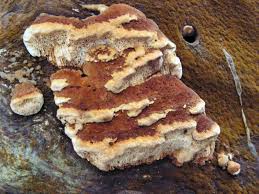 Attēlu rezultāti vaicājumam “Antrodia serialis”