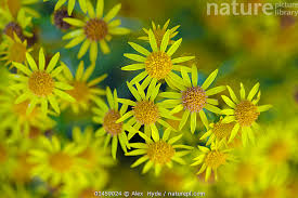 Attēlu rezultāti vaicājumam “Jacobaea vulgaris flower”