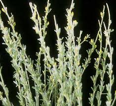 Attēlu rezultāti vaicājumam “Cytisus scoparius leaf”