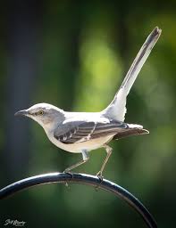 Image result for Mimus polyglottos