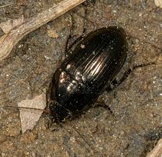 Attēlu rezultāti vaicājumam “Amara sp.”