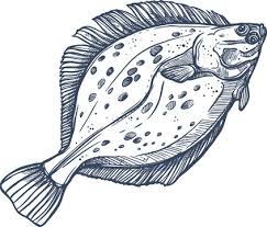 Image result for Paralichthys albigutta