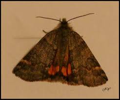 Attēlu rezultāti vaicājumam “Boudinotiana notha”