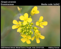 Attēlu rezultāti vaicājumam “Sinapis arvensis”