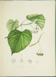 Attēlu rezultāti vaicājumam “Tilia americana”