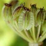 Attēlu rezultāti vaicājumam “Laserpitium prutenicum”