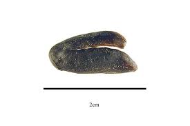 Attēlu rezultāti vaicājumam “Menispermum dauricum fruit”