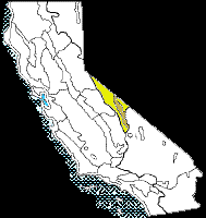 Attēlu rezultāti vaicājumam “Myurella julacea”