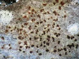 Attēlu rezultāti vaicājumam “Arthonia vinosa”