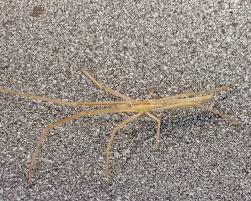 Attēlu rezultāti vaicājumam “Tetragnathidae”