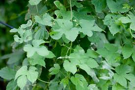 Attēlu rezultāti vaicājumam “Humulus lupulus leaf”