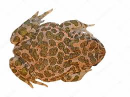 Attēlu rezultāti vaicājumam “Pseudepidalea viridis”