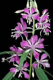 Attēlu rezultāti vaicājumam “Epilobium angustifolium flower”