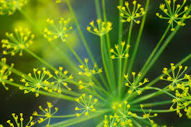 Attēlu rezultāti vaicājumam “Anethum graveolens”