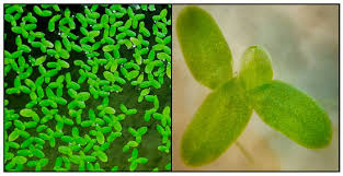 Attēlu rezultāti vaicājumam “Lemna minor”