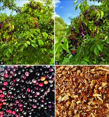 Attēlu rezultāti vaicājumam “Padus avium fruit”