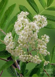 Attēlu rezultāti vaicājumam “Sorbus aucuparia flower”